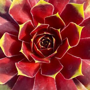 CHICK CHARMS® GOLD CROWN™ Sempervivum - Perennials