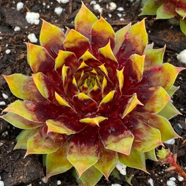 CHICK CHARMS® GOLD RUSH™ Sempervivum - Perennials