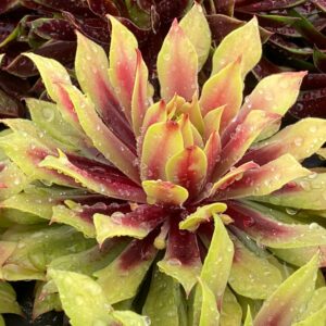 CHICK CHARMS® LEMON WAVES™ Sempervivum - Perennials