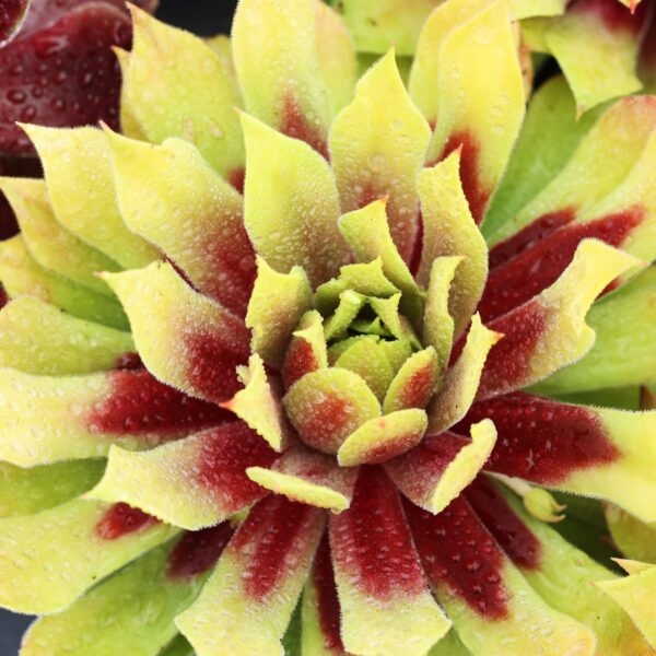 CHICK CHARMS® LEMON WAVES™ Sempervivum - Perennials