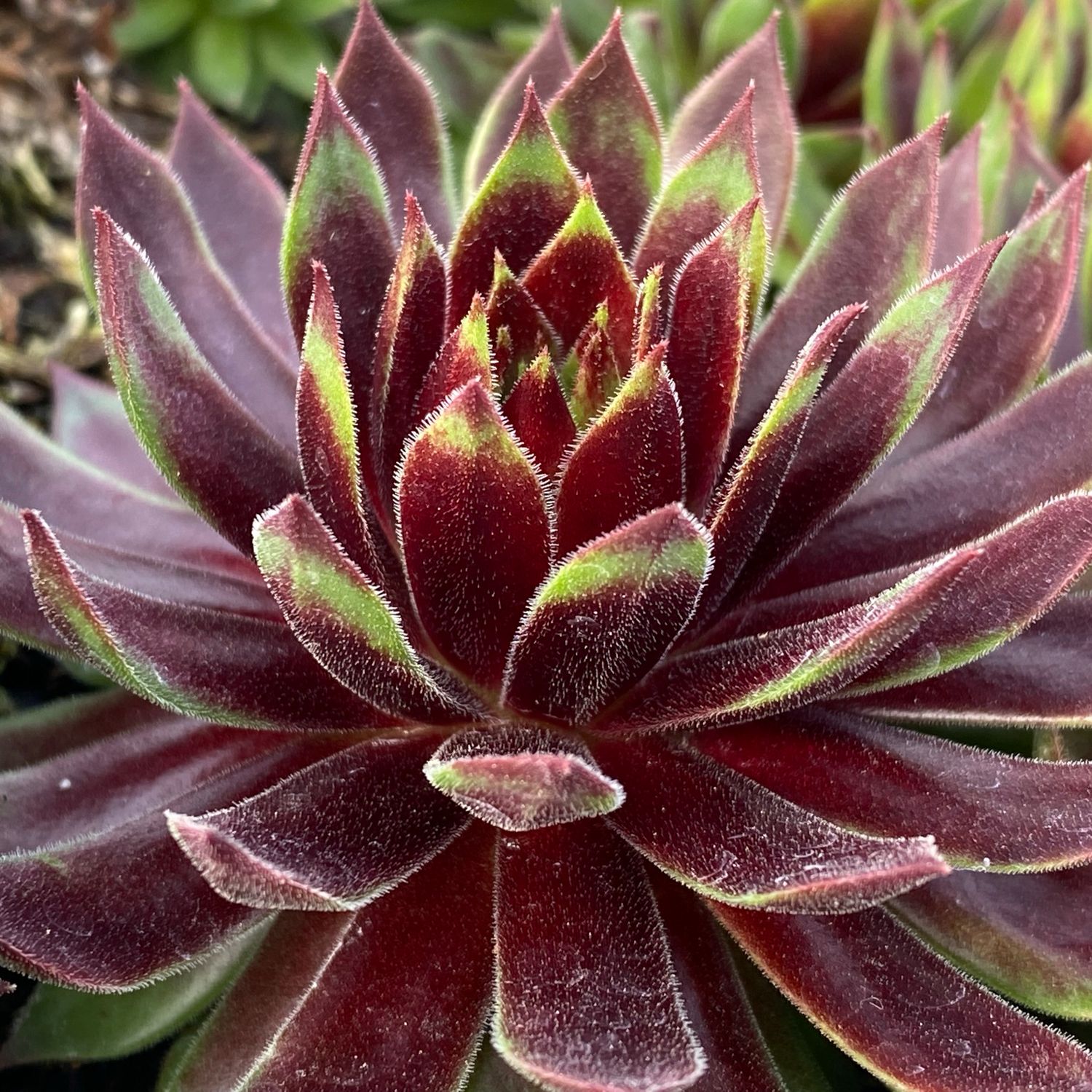 CHICK CHARMS® MINT CHOCOLATE CHIP™ Sempervivum - Perennials