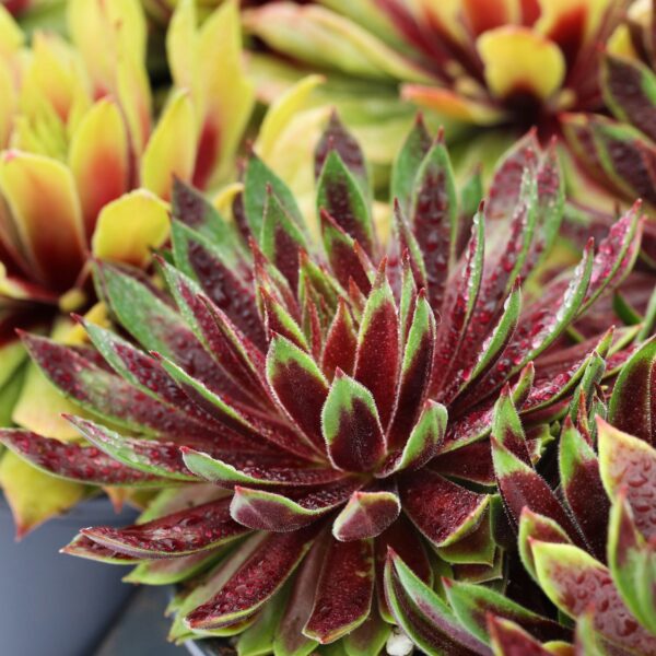 CHICK CHARMS® MINT CHOCOLATE CHIP™ Sempervivum - Perennials