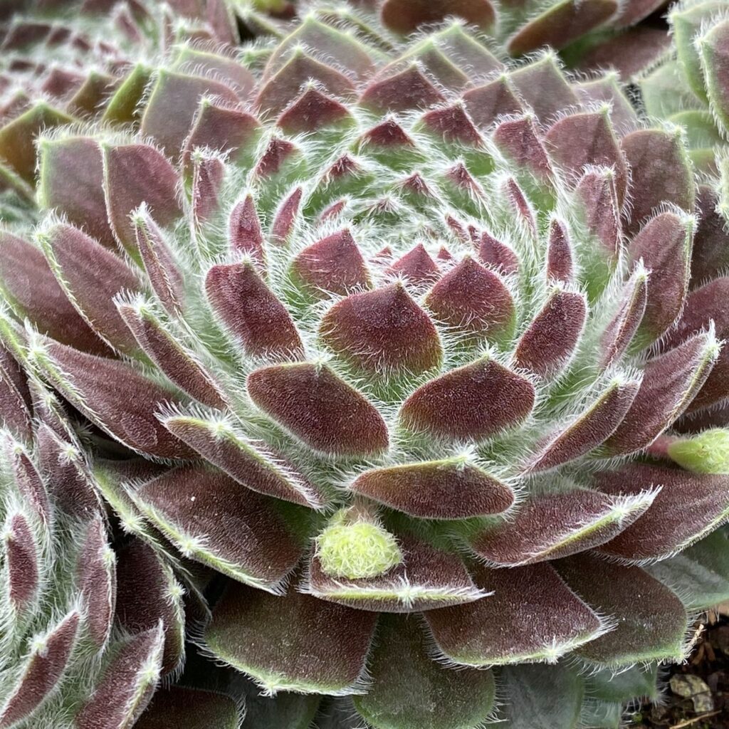 CHICK CHARMS® POWDERED PASTRY™ Sempervivum - Perennials