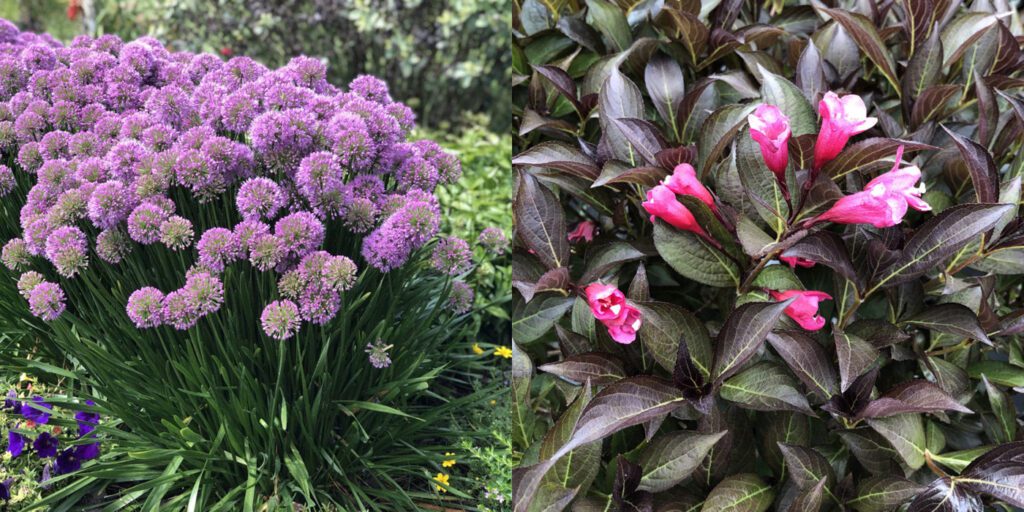 Image of Hydrangea and Weigela Wine and Roses companion plant