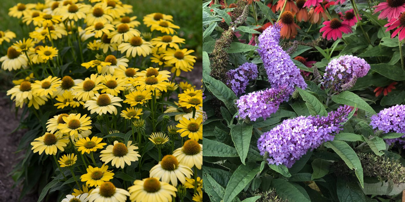 Image of Yellow Coneflower and Ninebark companion plants