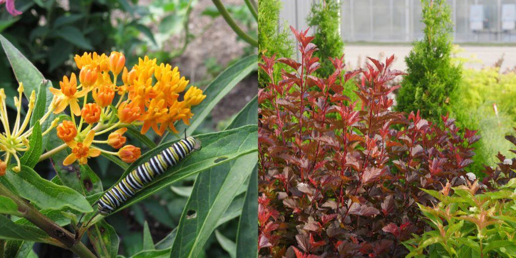 Image of Red Milkweed and Ninebark companion plants