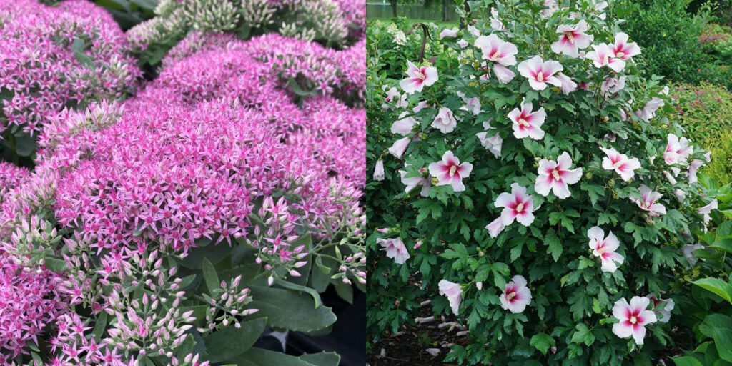 Companion plants for sedum - Sedum Pride and Joy and Paraplu Pink Ink Rose of Sharon plant pairings
