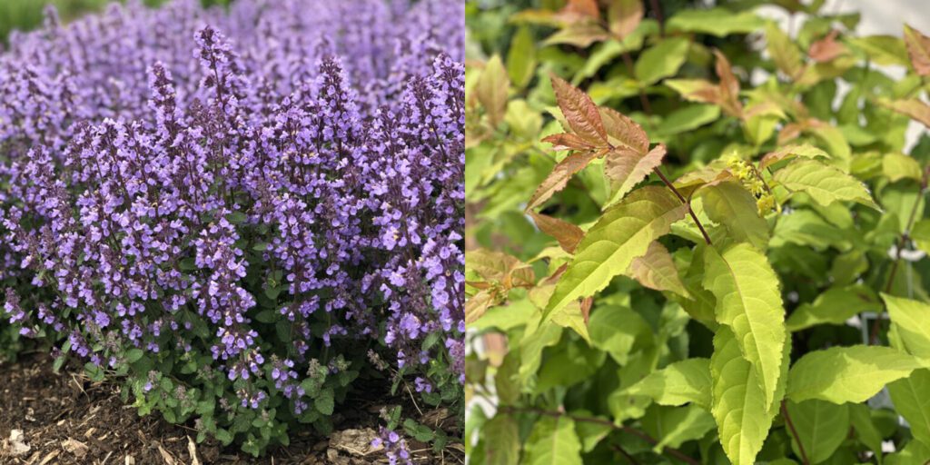 Companion plants for catmint - Cat's Pajamas Catmint and Diervilla Kodiak Fresh
