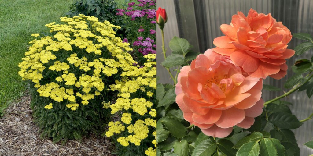 Companion plants for Roses - Achillea Firefly Sunshine and At Last Rose plant pairings