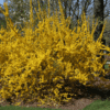Forsythia SHOW OFF®