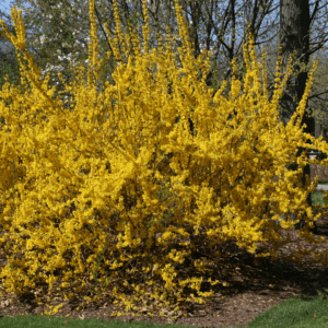 Forsythia SHOW OFF®