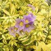 polemonium golden feathers