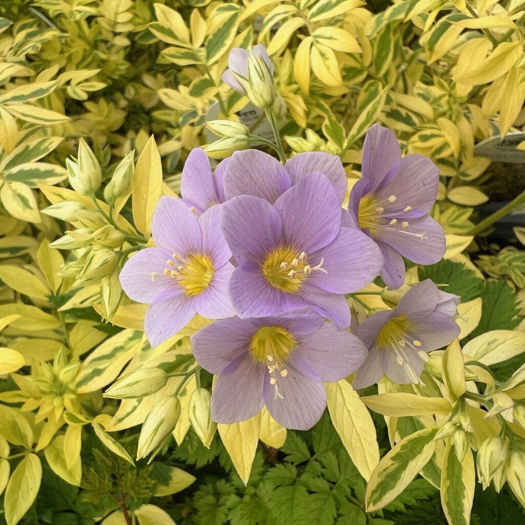 Polemonium Golden Feathers Garden Crossings