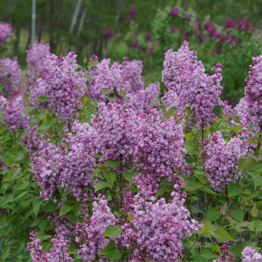 TOP 10 LILAC FRAGRANCES, LILAC IN PERFUMES