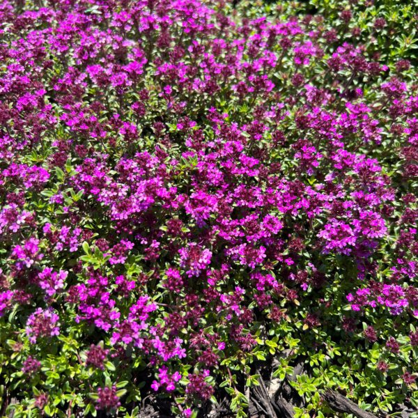 Thymus Ciccimeus