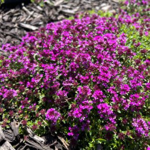 Thymus Coccineus