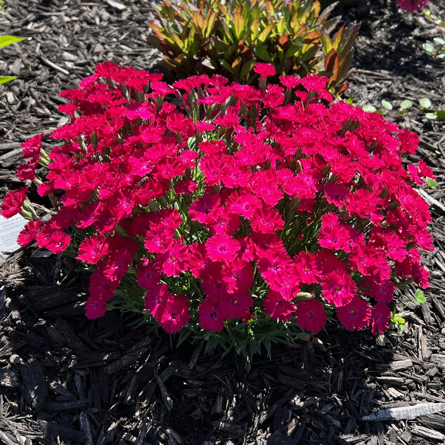 Dianthus 'Paint the Town Red' - Garden Crossings