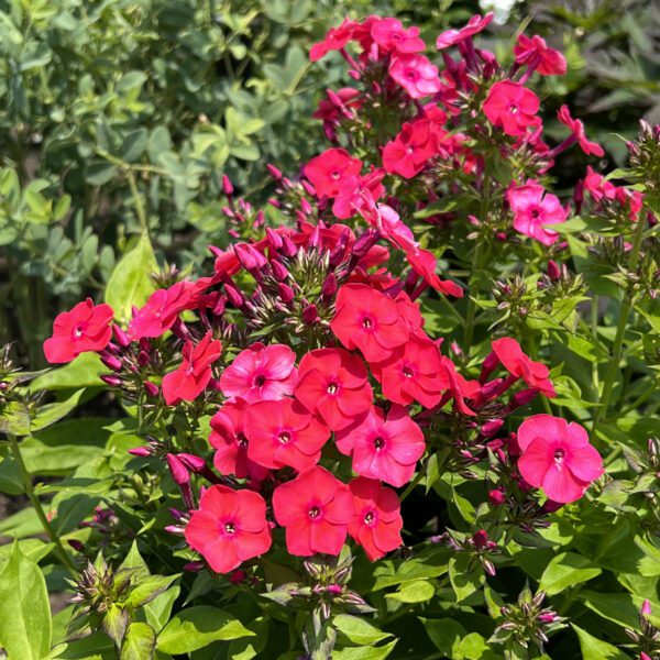 Phlox Luminary Sunset Coral