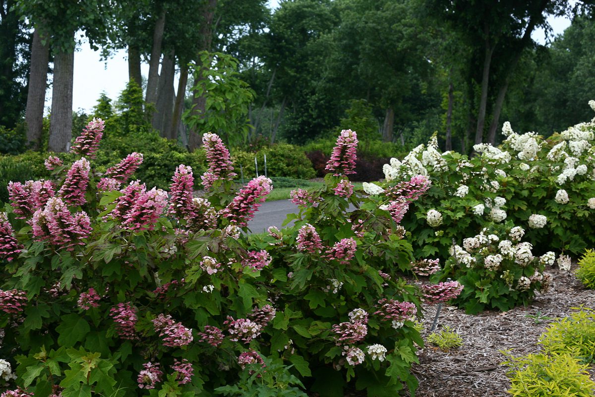 Oakleaf-Hydrangea-Gatsby-Pink_PWCC