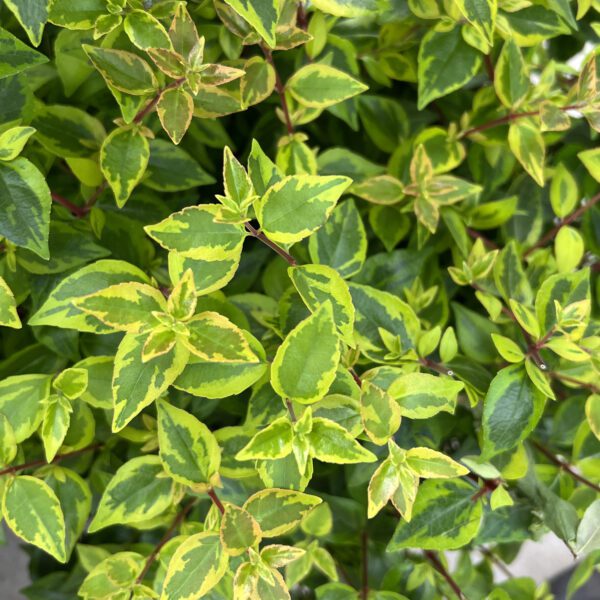 BRILLIANTINA™ Abelia - Shrubs