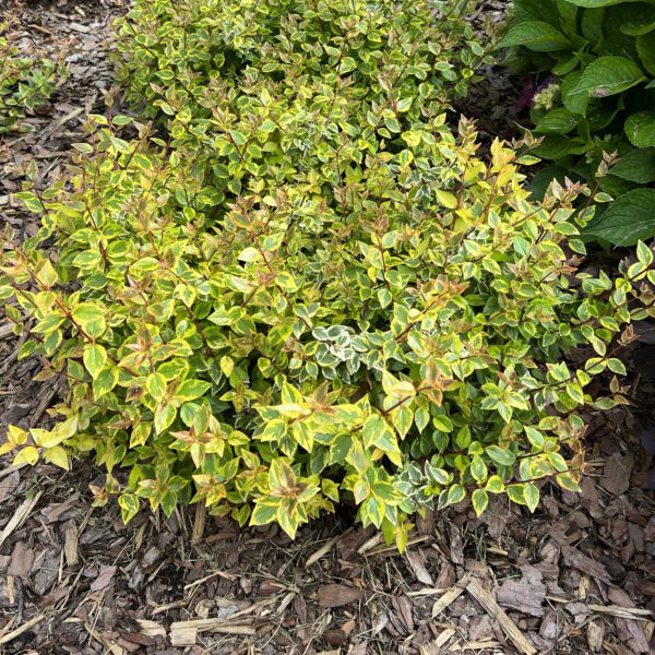 BRILLIANTINA™ Abelia - Shrubs