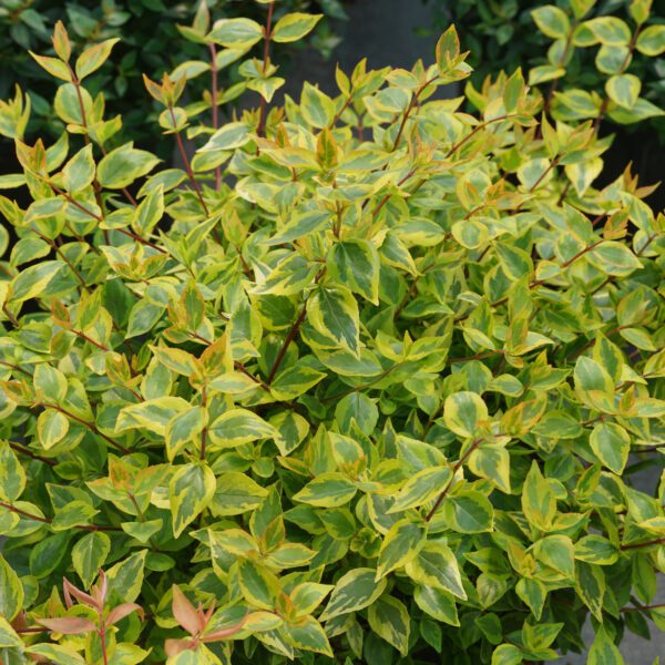 BRILLIANTINA™ Abelia - Shrubs