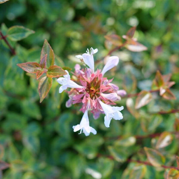 BRILLIANTINA™ Abelia - Shrubs