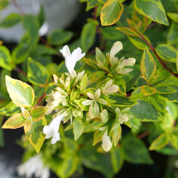 BRILLIANTINA™ Abelia - Shrubs