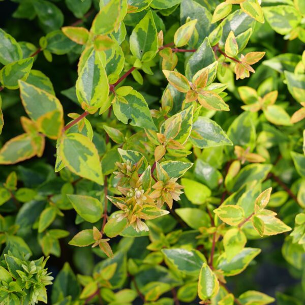 BRILLIANTINA™ Abelia - Shrubs