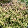 POCO LOCO™ Abelia - Shrubs