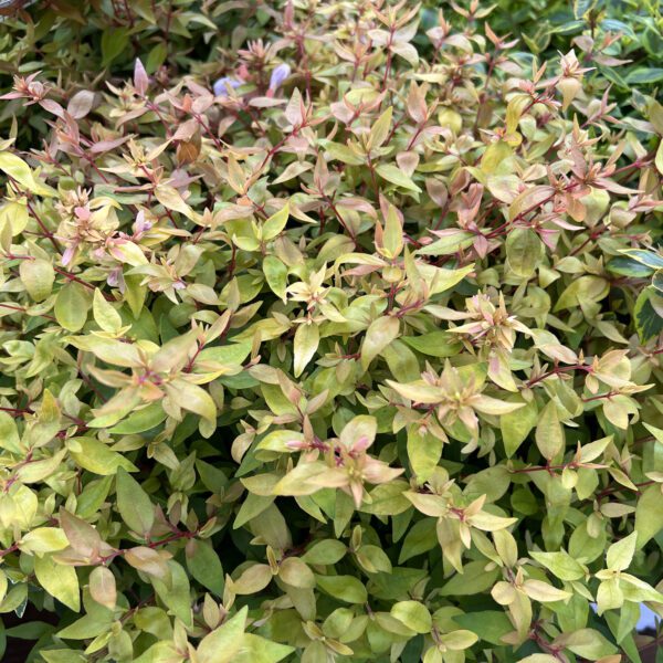 POCO LOCO™ Abelia - Shrubs