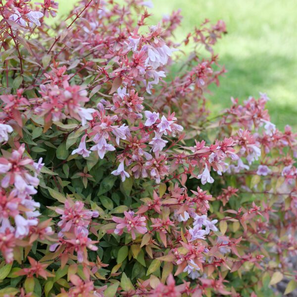 POCO LOCO™ Abelia - Shrubs