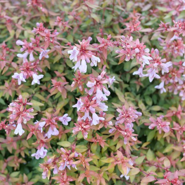 POCO LOCO™ Abelia - Shrubs