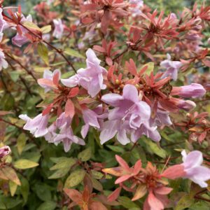 POCO LOCO™ Abelia - Shrubs