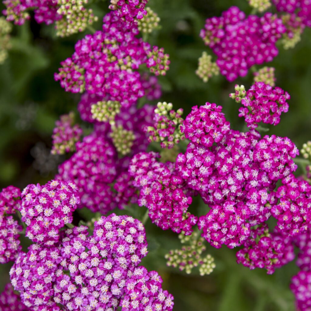 Achillea 'Firefly Fuchsia' - Perennials