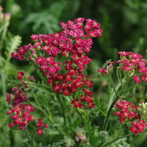 NEW VINTAGE™ Red Achillea - Perennials