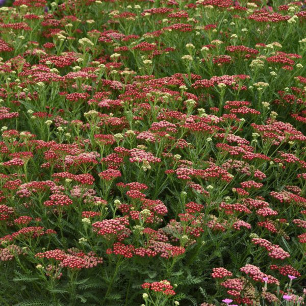 NEW VINTAGE™ Red Achillea - Perennials