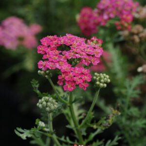 NEW VINTAGE™ Rose Achillea - Perennials