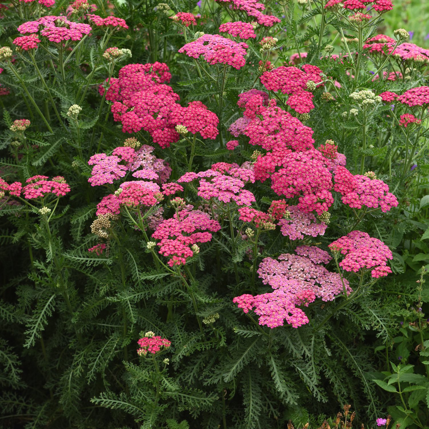 NEW VINTAGE™ Rose Achillea - Perennials