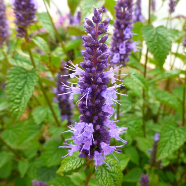 Agastache 'Little Adder' - Perennials