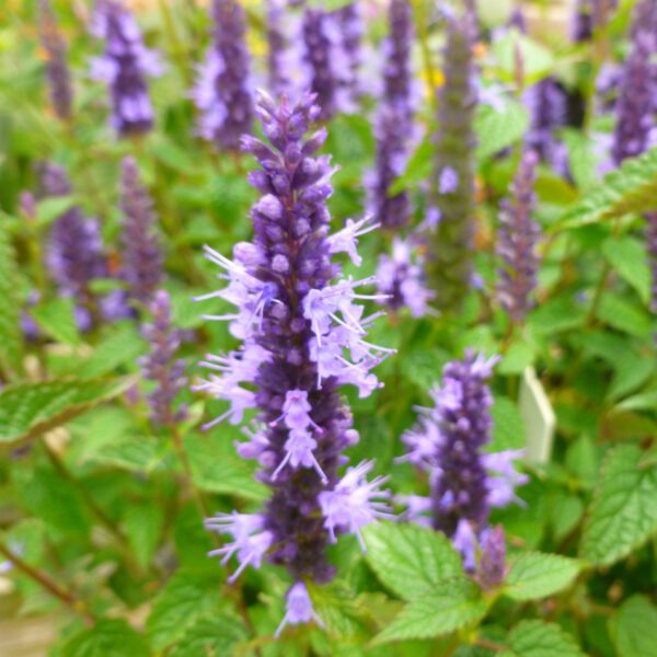 Agastache 'Little Adder' - Perennials