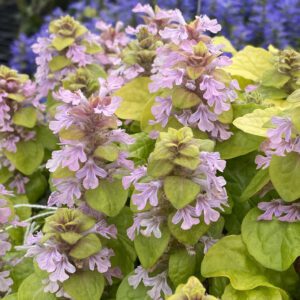 FEATHERED FRIENDS™ 'Flashy Flamingo' Ajuga - Perennials