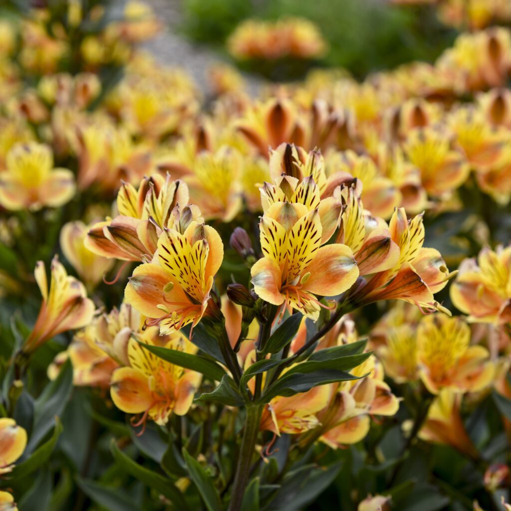 Alstroemeria 'Summer Breeze' - Perennials