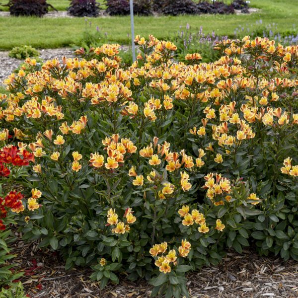 Alstroemeria 'Summer Breeze' - Perennials
