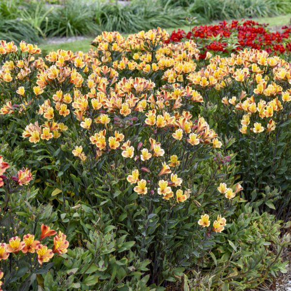 Alstroemeria 'Summer Breeze' - Perennials
