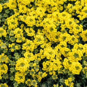 Alyssum Golden Spring - Perennials