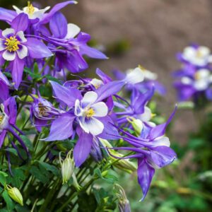 KIRIGAMI™ Deep Blue & White Aquilegia - Perennials