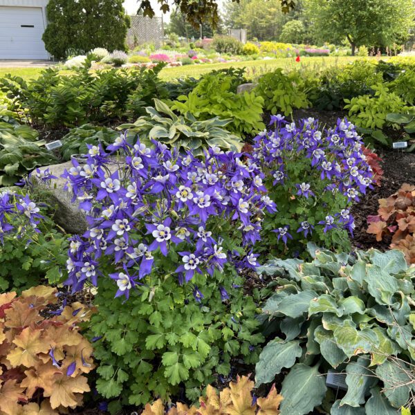 KIRIGAMI™ Deep Blue & White Aquilegia - Perennials