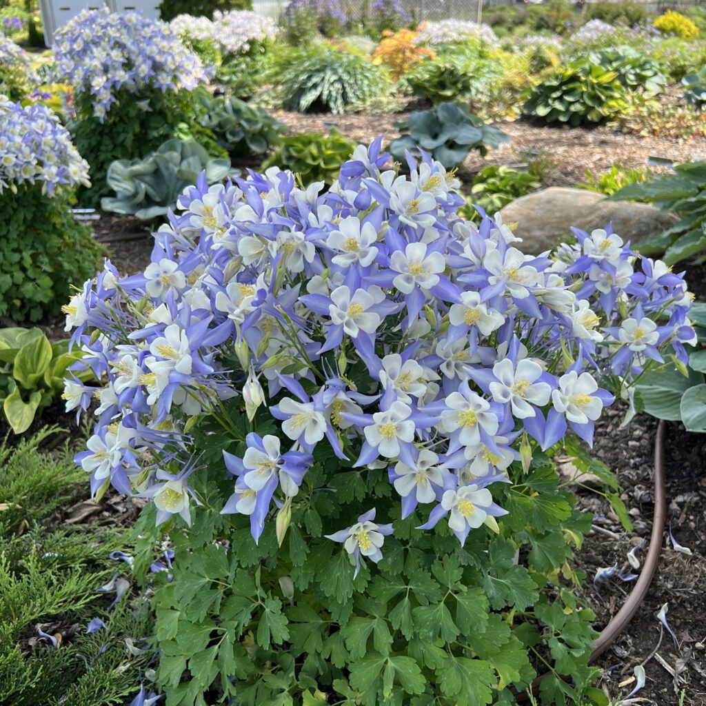 Aquilegia Kirigami™ Deep Blue & White - Garden Crossings
