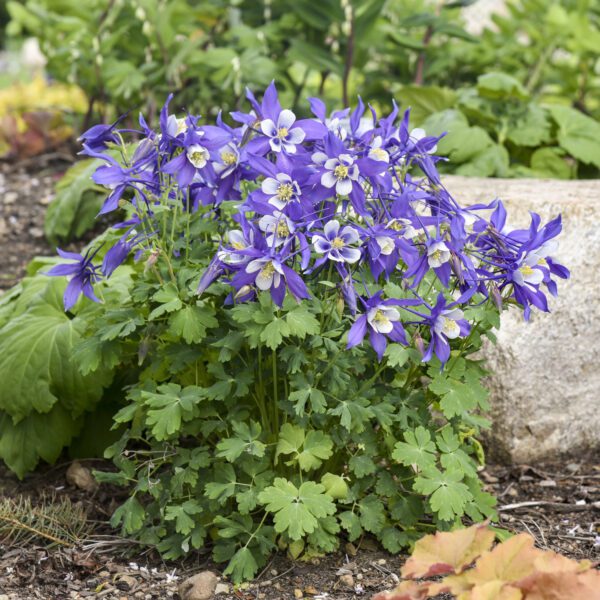 KIRIGAMI™ Deep Blue & White Aquilegia - Perennials